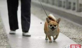 娱乐吃瓜养狗视频大全,娱乐吃瓜，狗狗视频大全集锦