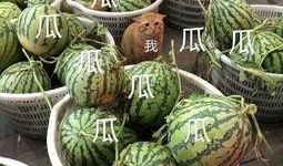 娱乐吃瓜八瓜,吃瓜八瓜，一网打尽明星幕后故事